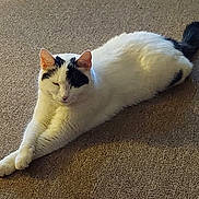 Bellaboo joined the competition — help win amazing prizes! animal, black_patches, carpet, cat, cozy, cute, domestic_cat, ears, feline, fur, indoor, mammal, pet, relaxed, resting, sleepy, stretching, tail, whiskers, white_cat