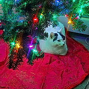 Bellaboo is registered to the contest to win money with this photo: animal, black_spots, carpet, cat, christmas, christmas_tree, colorful_lights, cozy, decorations, festive, greenery, holiday, holiday_lights, indoor, ornaments, pet, red_tree_skirt, relaxing, resting, white_cat