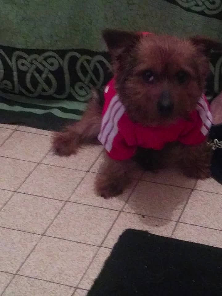 Coukies participe au concours pour gagner de l'argent avec cette photo : cairn_terrier, canidae, carnivore, chinese_imperial_dog, companion_dog, dog, dog_breed, fawn, liver, mammal, morkie, norfolk_terrier, puppy, rare_breed_dog, small_terrier, terrier, toy_dog, vertebrate, yorkipoo, yorkshire_terrier