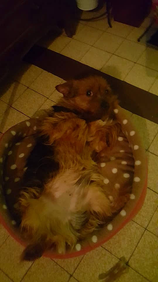 Coukies participe au concours pour gagner de l'argent avec cette photo : canidae, carnivore, dog, dog_breed, fawn, floor, flooring, liver, puppy, sporting_group