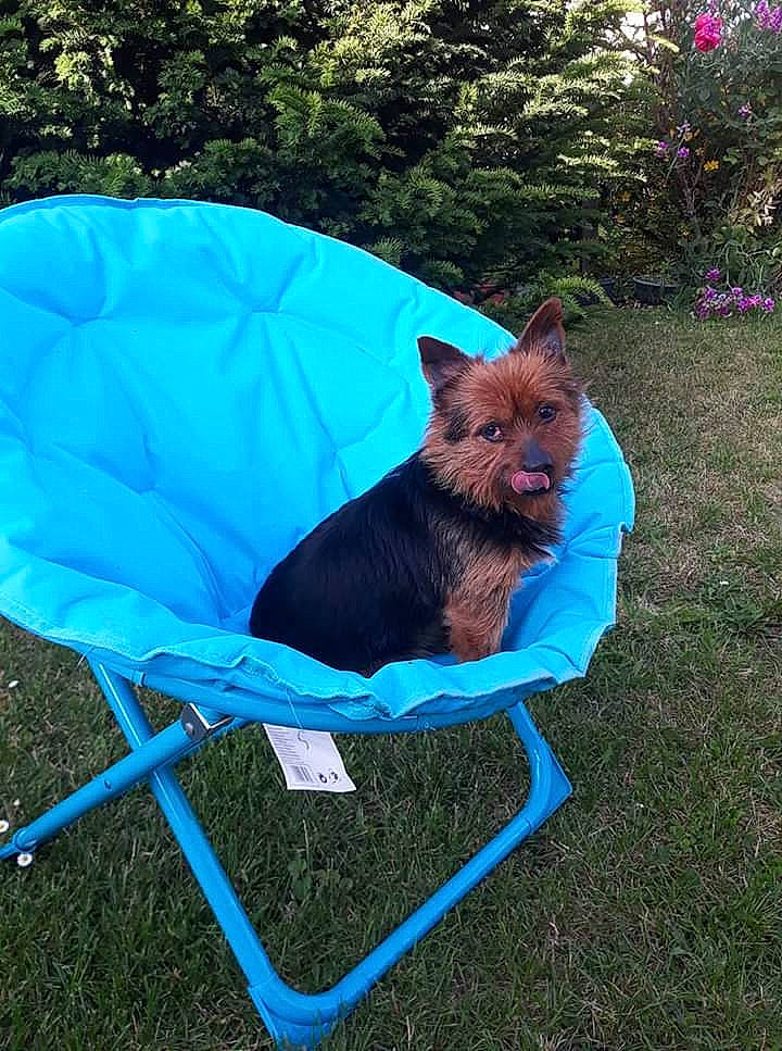 Coukies participe au concours pour gagner de l'argent avec cette photo : australian_terrier, cairn_terrier, canidae, carnivore, chair, companion_dog, dog, dog_breed, furniture, hammock, outdoor_furniture, yorkshire_terrier
