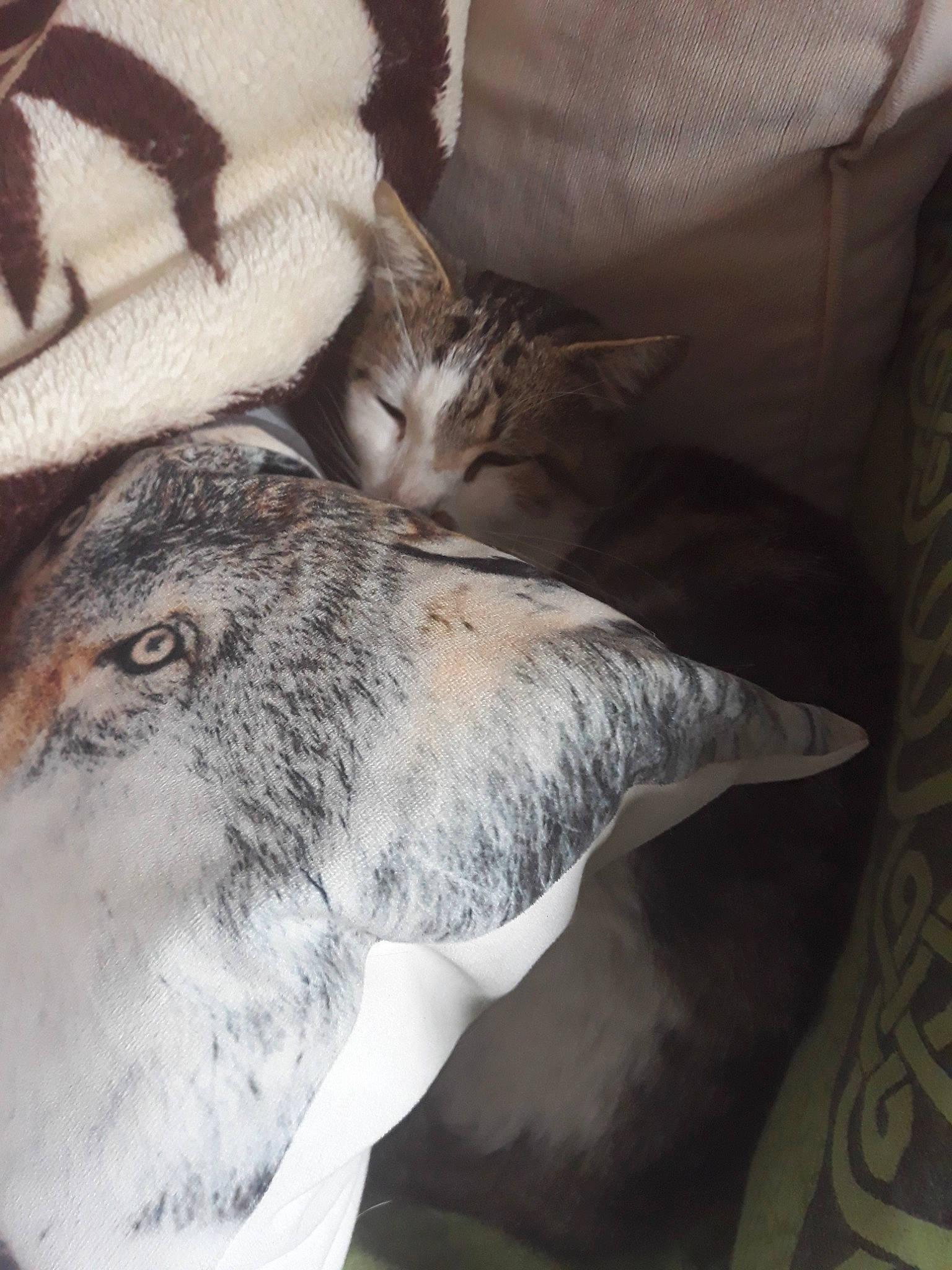 Bibiche participe au concours pour gagner de l'argent avec cette photo : beak, bird, cat, eye, feather, felidae, fur, perching_bird, sleep, small_to_medium_sized_cats, whiskers, wildlife