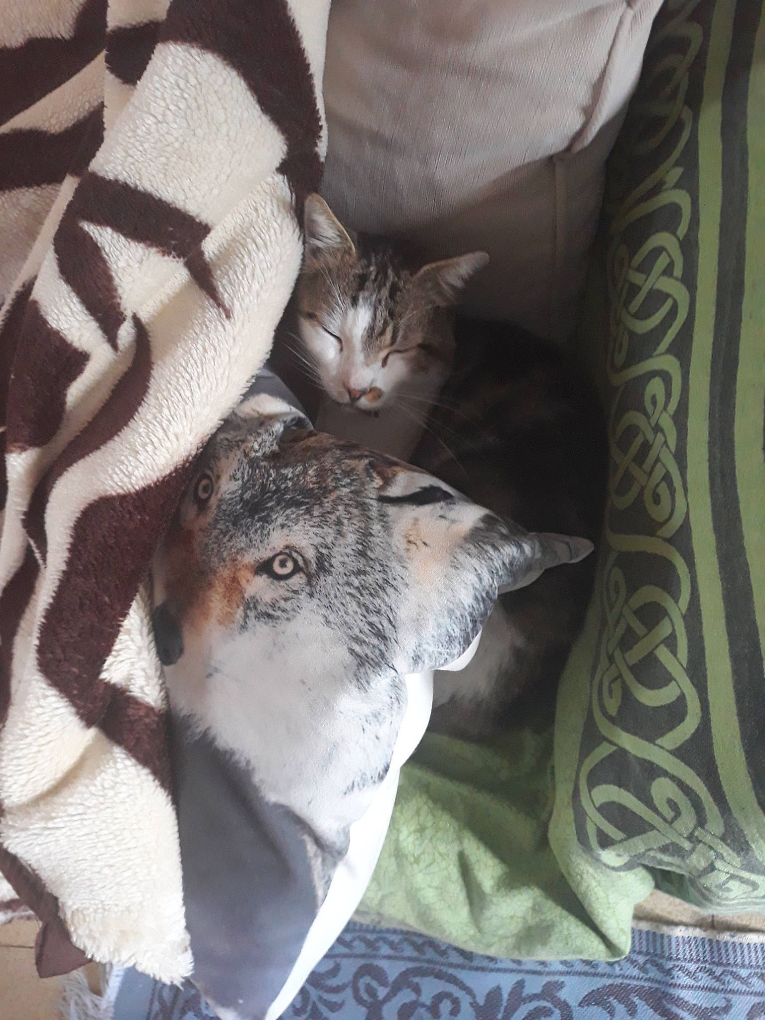 Bibiche participe au concours pour gagner de l'argent avec cette photo : carnivore, cat, fawn, felidae, kitten, linens, small_to_medium_sized_cats, whiskers