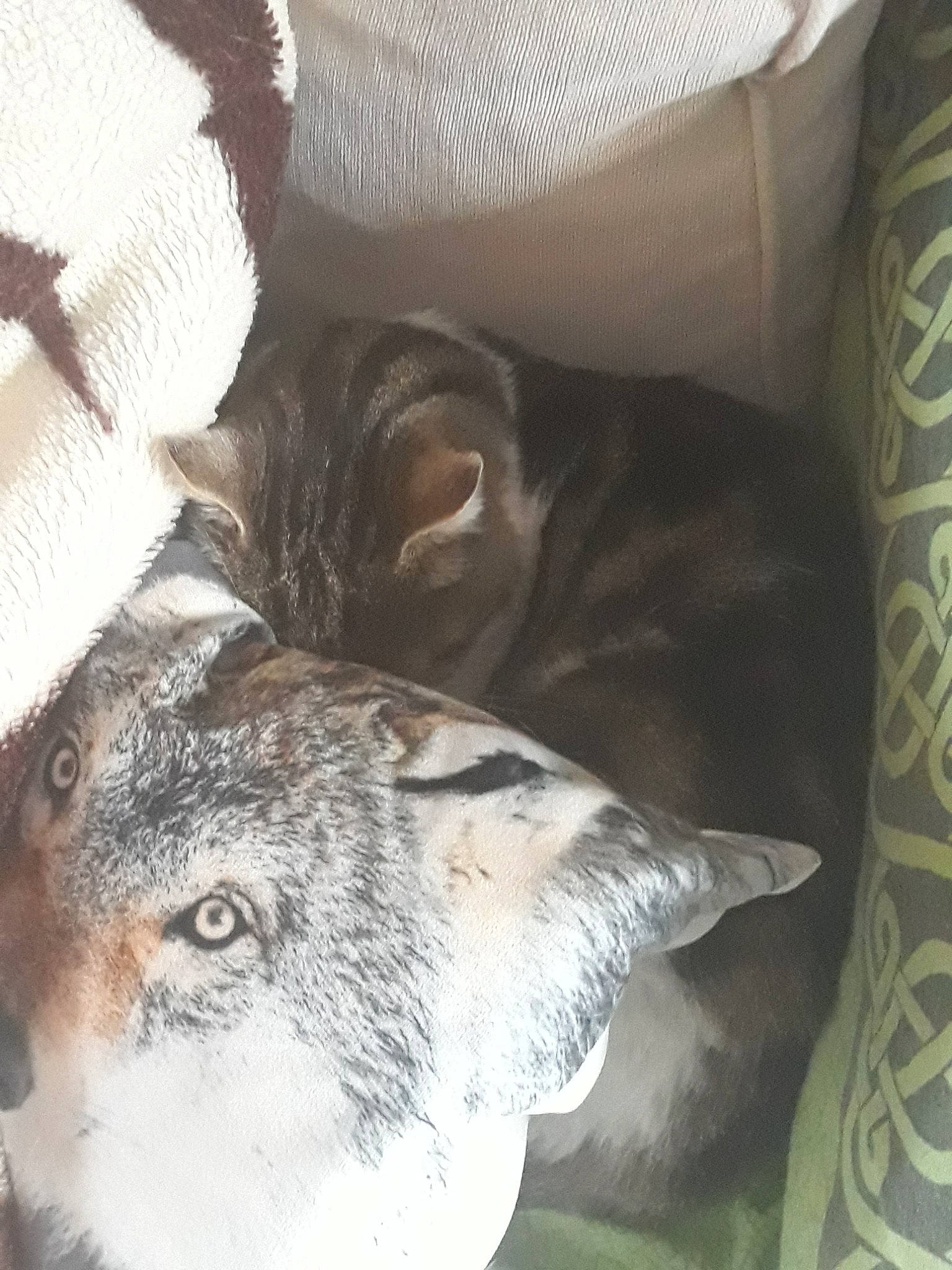 Bibiche a rejoint le concours — aidez-le/la à gagner de superbes lots ! canidae, carnivore, cat, ear, felidae, small_to_medium_sized_cats, snout, whiskers