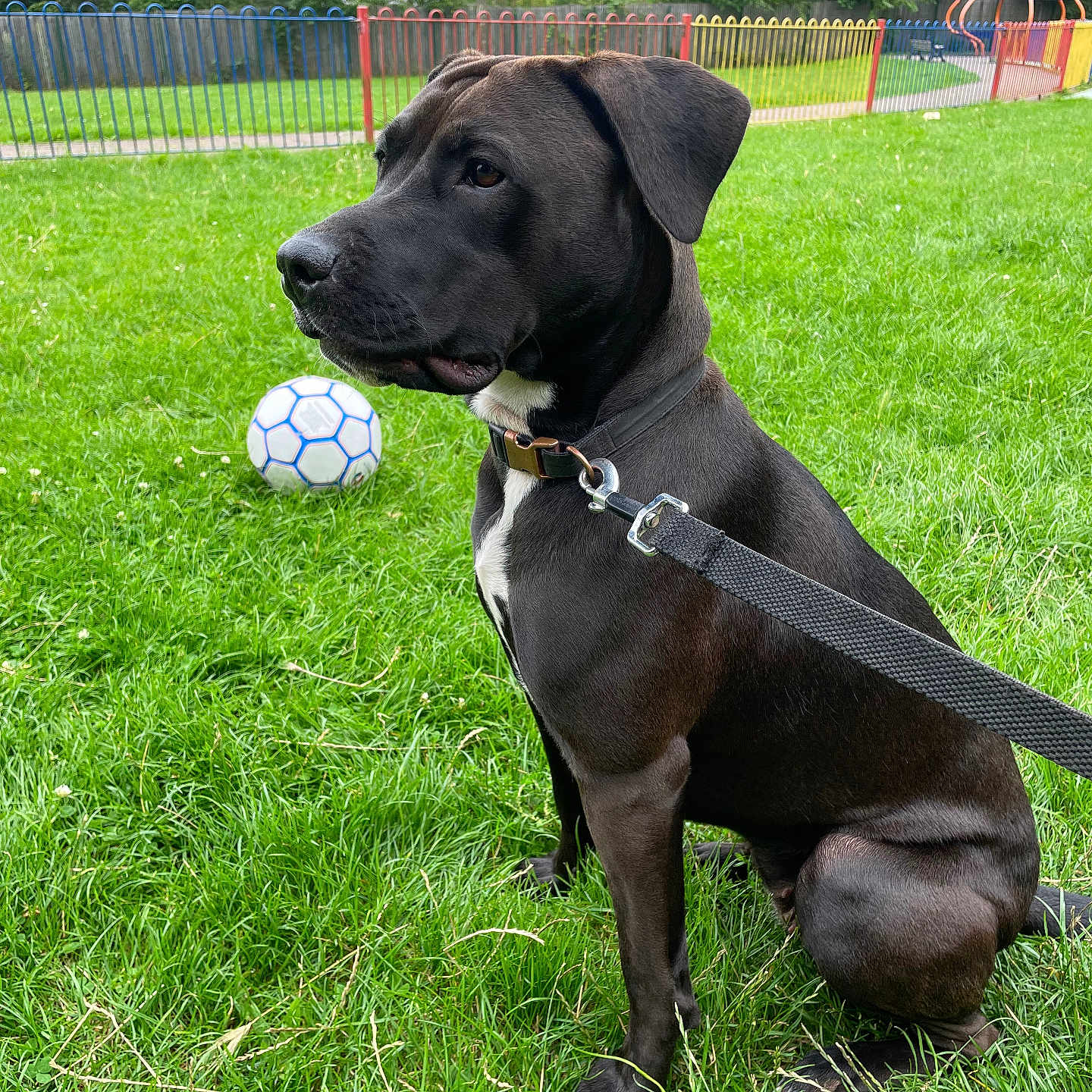 Luna joined the competition — help win amazing prizes! accessories, animal, ball, canine, dog, football, grass, labradorretriever, lawn, outdoors, pet, plant, puppy, soccer, soccerball, sphere, sport, strap, tennis, tennisball