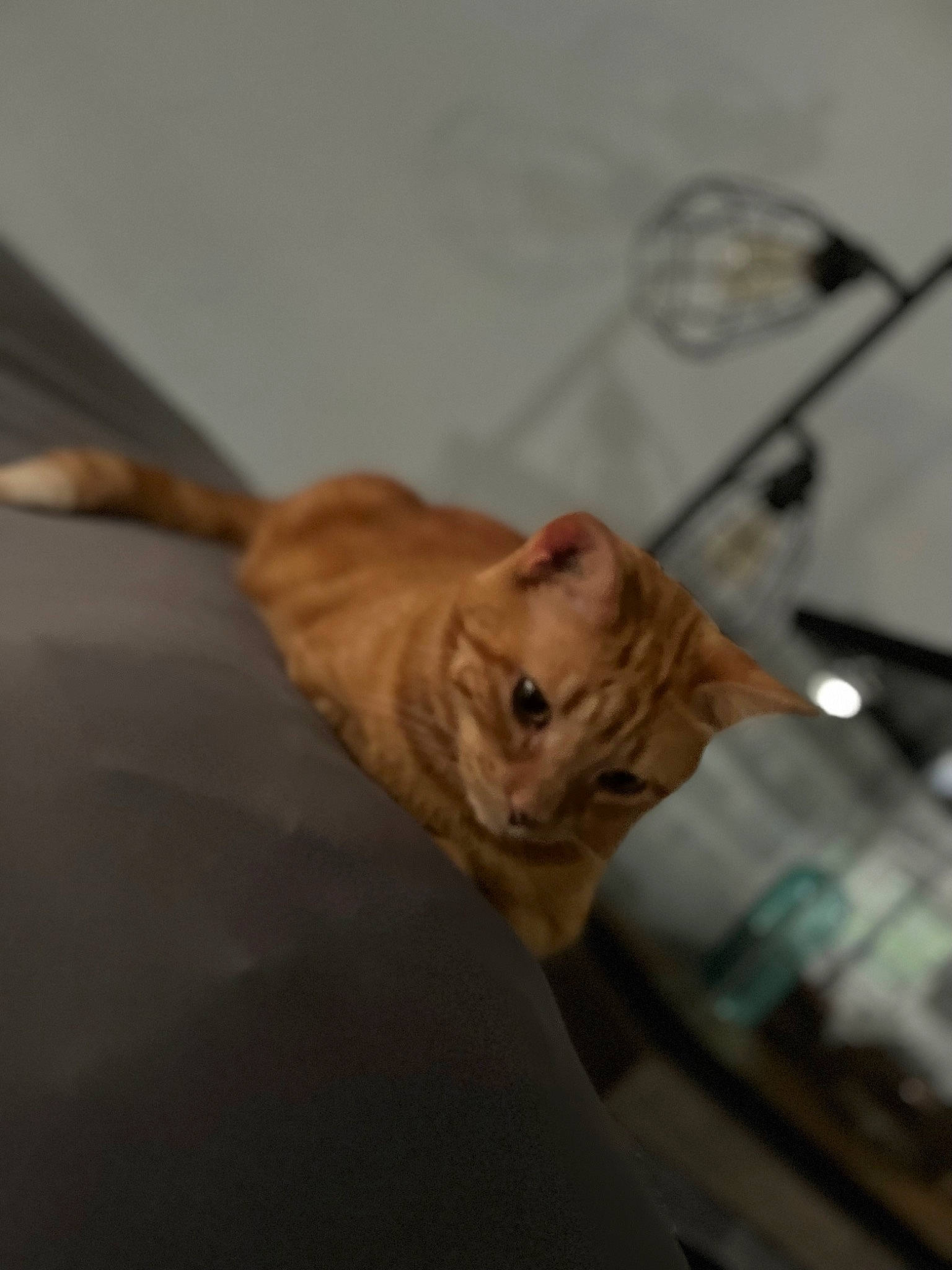 Nacho is registered to the contest to win money with this photo: canidae, carnivore, cat, domestic_short_haired_cat, fawn, felidae, flooring, fur, glass, hardwood, scottish_fold, small_to_medium_sized_cats, snout, sporting_group, tail, terrestrial_animal, whiskers, wildlife, window, wood