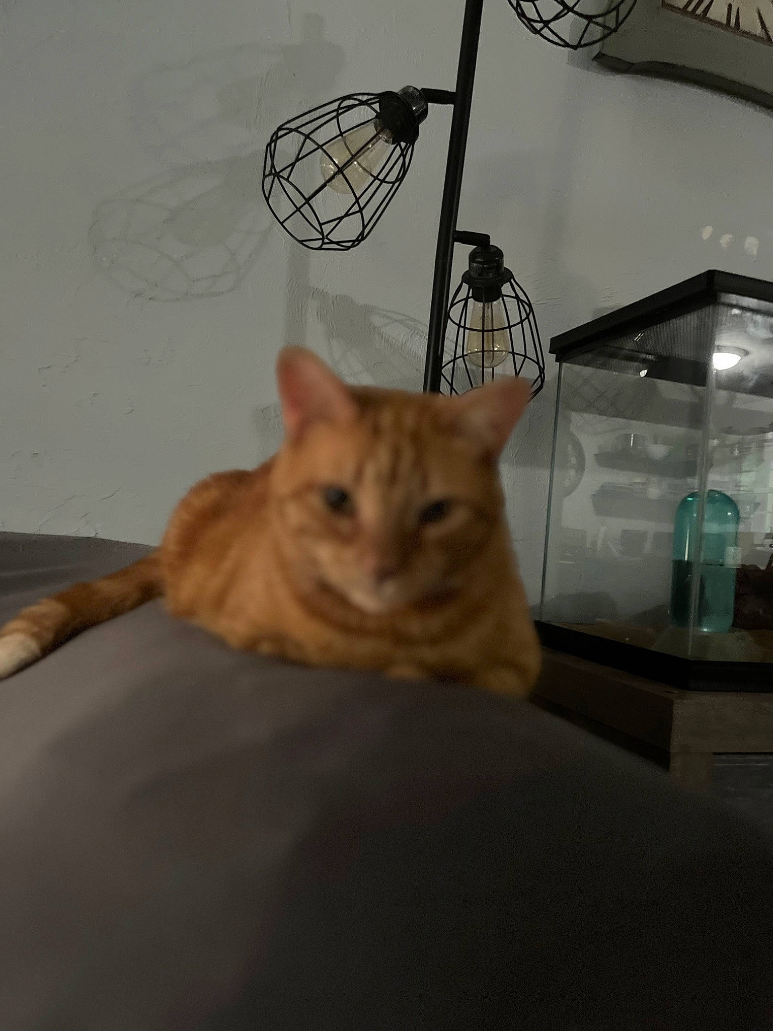 Nacho is registered to the contest to win money with this photo: bed, carnivore, cat, cat_bed, cat_supply, comfort, domestic_short_haired_cat, fawn, felidae, flooring, fur, hardwood, linens, paw, pet_supply, room, small_to_medium_sized_cats, tail, whiskers, wood