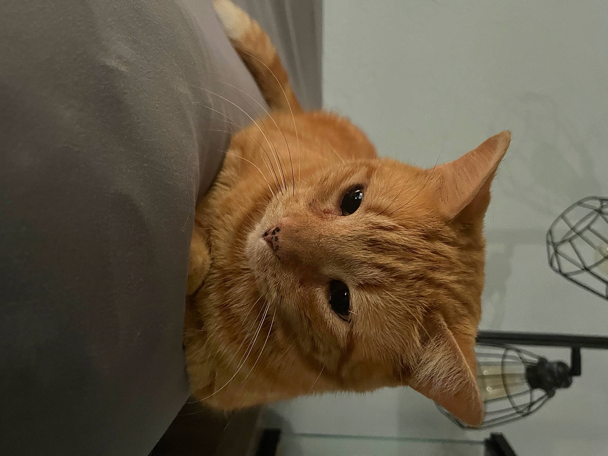 Nacho joined the competition — help win amazing prizes! basket, cardboard, carnivore, cat, cat_supply, claw, comfort, domestic_short_haired_cat, ear, fawn, felidae, fur, paper_product, pet_supply, small_to_medium_sized_cats, snout, tail, terrestrial_animal, whiskers, wood