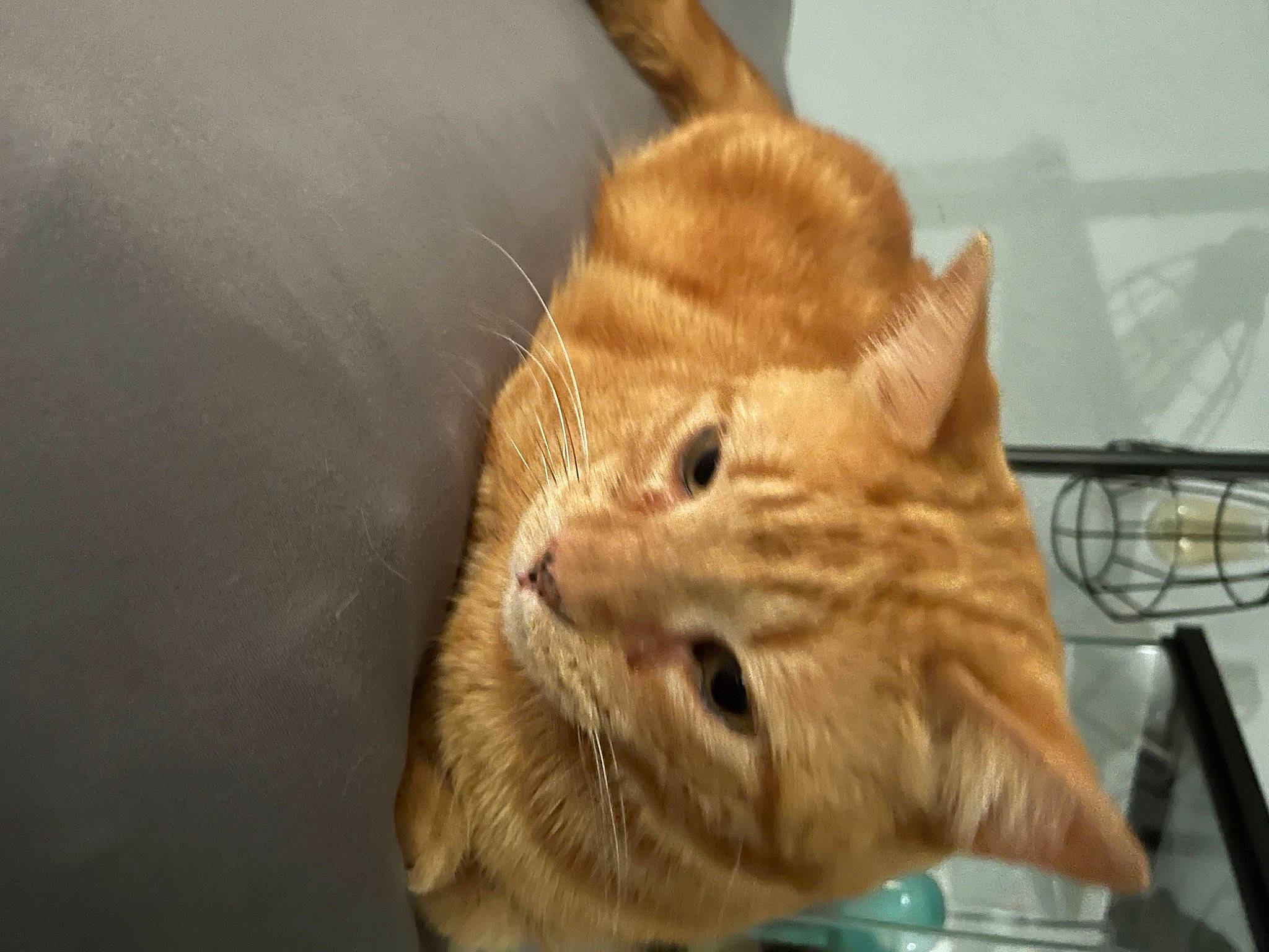 Nacho is registered to the contest to win money with this photo: canidae, carnivore, cat, claw, comfort, domestic_short_haired_cat, ear, fawn, felidae, fur, gesture, head, paw, small_to_medium_sized_cats, snout, tail, terrestrial_animal, whiskers, wildlife, wood