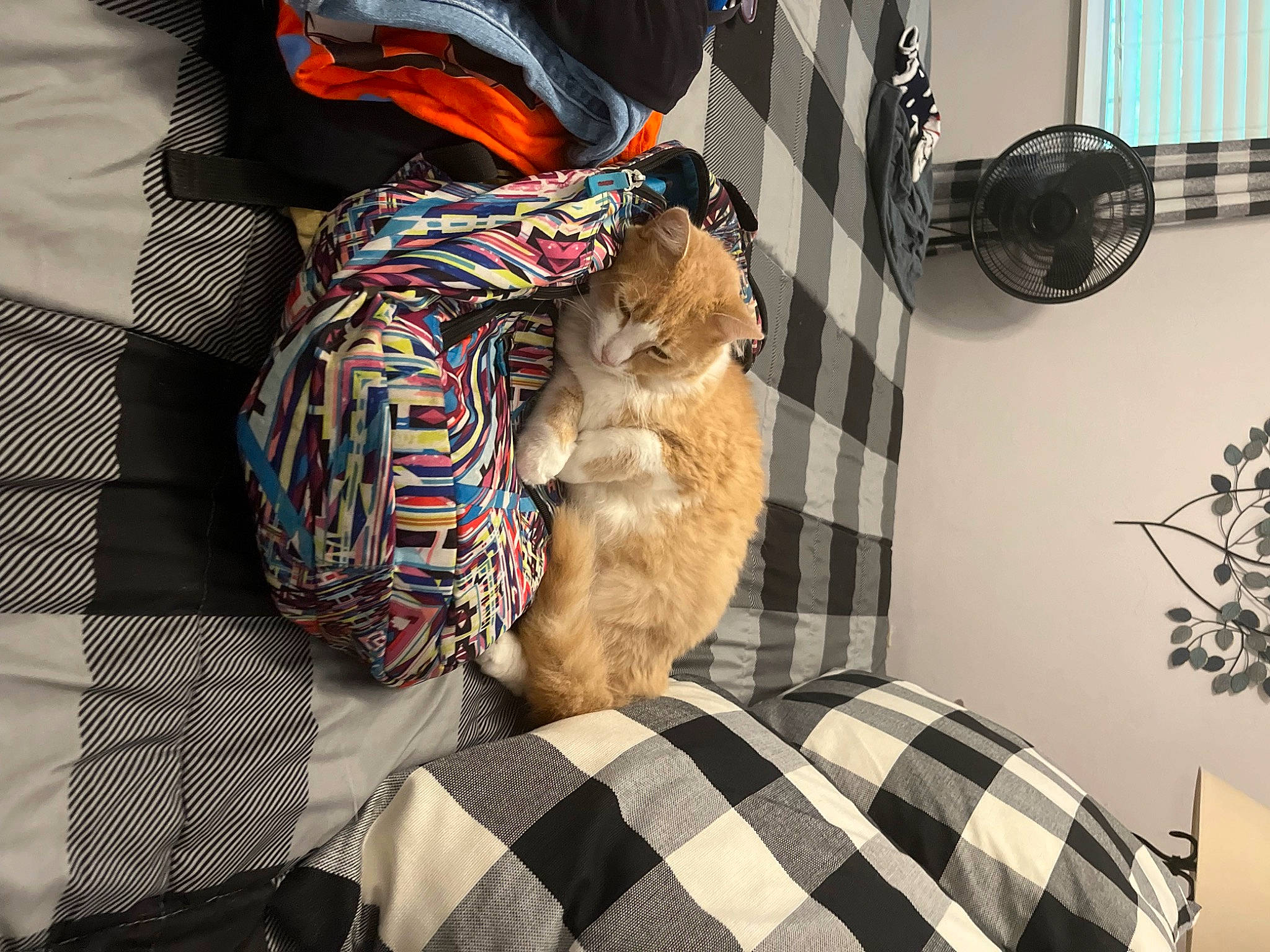 Pebbles joined the competition — help win amazing prizes! art, black, comfort, eyewear, felidae, flooring, fur, grey, hat, linens, orange, pattern, plaid, room, sleeve, small_to_medium_sized_cats, tartan, textile, toy, whiskers