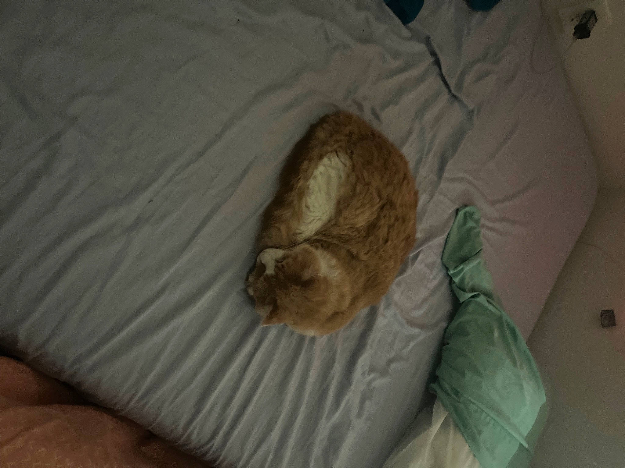 Pebbles joined the competition — help win amazing prizes! bed, bedding, carnivore, cat, comfort, companion_dog, dog_breed, domestic_short_haired_cat, duvet, fawn, felidae, fur, linens, room, small_to_medium_sized_cats, sporting_group, tail, terrestrial_animal, whiskers, wood