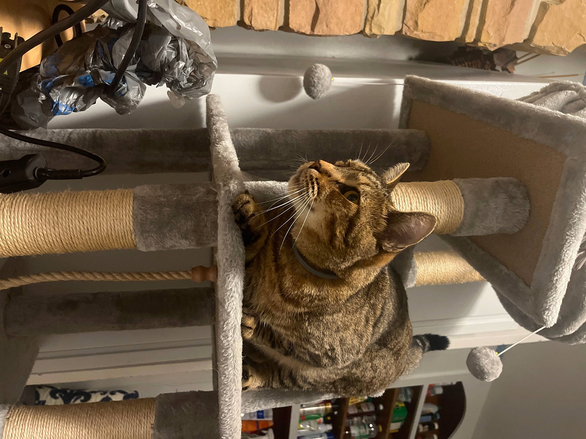 Brownie joined the competition — help win amazing prizes! carnivore, cat, comfort, domestic_short_haired_cat, felidae, fur, metal, plant, room, shelf, small_to_medium_sized_cats, tail, whiskers, wood