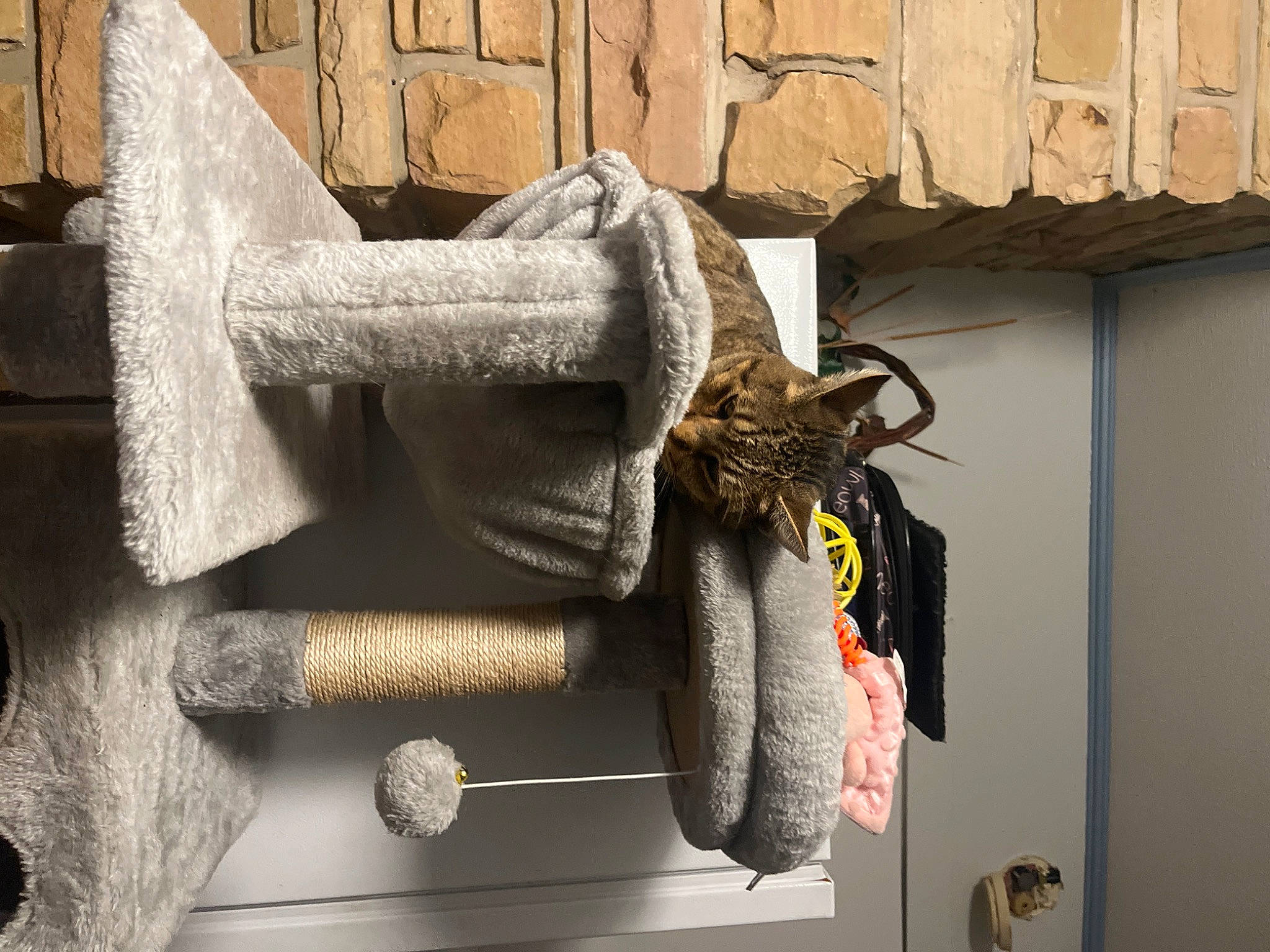 Brownie joined the competition — help win amazing prizes! art, facade, fur, grey, hat, house, knot, metal, natural_material, rectangle, room, rope, safety_glove, sash_window, still_life_photography, window, wood