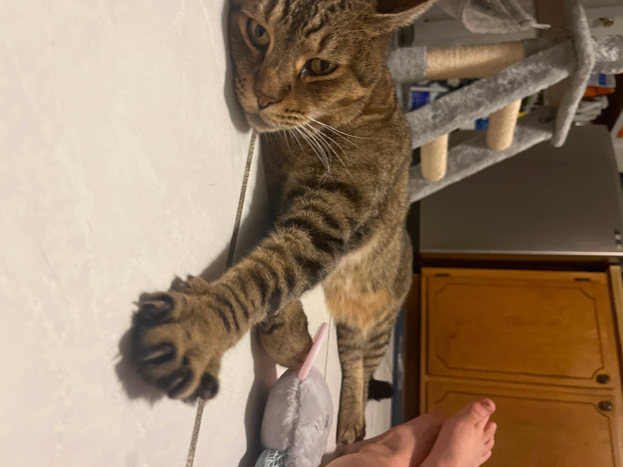 Brownie is registered to the contest to win money with this photo: cabinetry, carnivore, cat, claw, domestic_short_haired_cat, felidae, foot, fur, military_camouflage, paw, small_to_medium_sized_cats, tail, terrestrial_animal, whiskers, wildlife