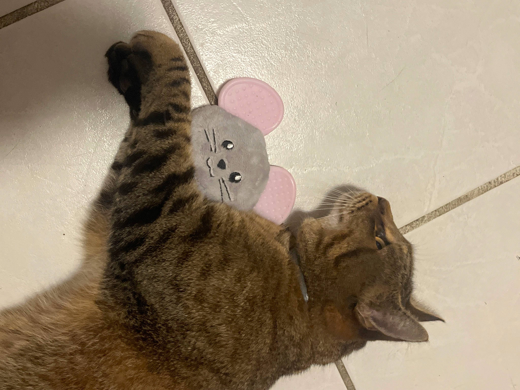 Brownie joined the competition — help win amazing prizes! art, carnivore, cat, domestic_short_haired_cat, ear, felidae, fur, gesture, paw, small_to_medium_sized_cats, snout, tail, terrestrial_animal, toy, whiskers
