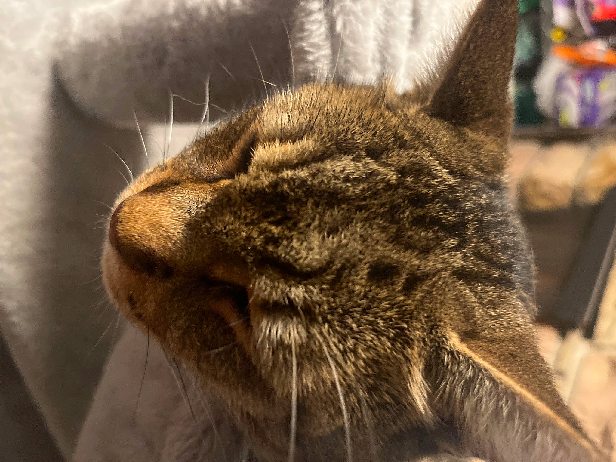 Brownie is registered to the contest to win money with this photo: carnivore, cat, claw, comfort, domestic_short_haired_cat, felidae, fur, grey, macro_photography, natural_material, paw, small_to_medium_sized_cats, snout, tail, terrestrial_animal, whiskers, wildlife