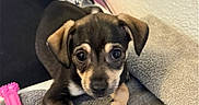 Bean is registered to the contest to win money with this photo: puppy, dog, towel, toy, indoor, brown_puppy, cute, pet, animal, small_dog, soft_texture, floor, black_and_tan, curious_eyes, floppy_ears, resting, close_up, young_animal, domestic_animal, cozy