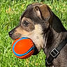 Bean is registered to the contest to win money with this photo: puppy, dog, ball, grass, outdoor, pet, playful, animal, canine, collar, side_profile, sunlight, young_dog, toy, nature, greenery, daylight, muzzle, alert, leisure
