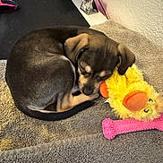 Bean joined the competition — help win amazing prizes! puppy, dog, sleeping, toy, plush_toy, yellow_duck, pink_bone_toy, towel, indoor, cozy, resting, small_dog, brown_dog, curled_up, pet, animal, fur, cute, home, relaxing