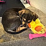 puppy, dog, sleeping, toy, plush_toy, yellow_duck, pink_bone_toy, towel, indoor, cozy, resting, small_dog, brown_dog, curled_up, pet, animal, fur, cute, home, relaxing