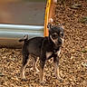 Bean is registered to the contest to win money with this photo: dog, puppy, playground, slide, wood_chips, outdoor, small_dog, brown, black, pet, animal, young_dog, standing, daylight, leash, curious, ears_up, alert, nature, background