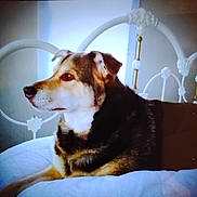 Katie is registered to the contest to win money with this photo: dog, bed, headboard, white, metal, resting, indoor, pet, animal, fur, brown, black, white_bedspread, side_view, calm, portrait, furniture, domestic, looking_away, cozy
