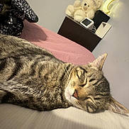 Tyson joined the competition — help win amazing prizes! animal, bed, blanket, cat, cozy, cute, domestic_animal, feline, fur, home, indoor, mammal, nap, pet, relaxed, resting, sleeping, tabby, teddy_bear, whiskers