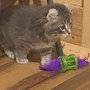 Fynn is registered to the contest to win money with this photo: animal, cat, curious, cute, domestic_animal, feline, floor, furry, green_toy, household, indoor, kitten, pet, playing, purple_feathers, small_animal, toy, wooden_floor, yellow_mouse_toy, young_cat