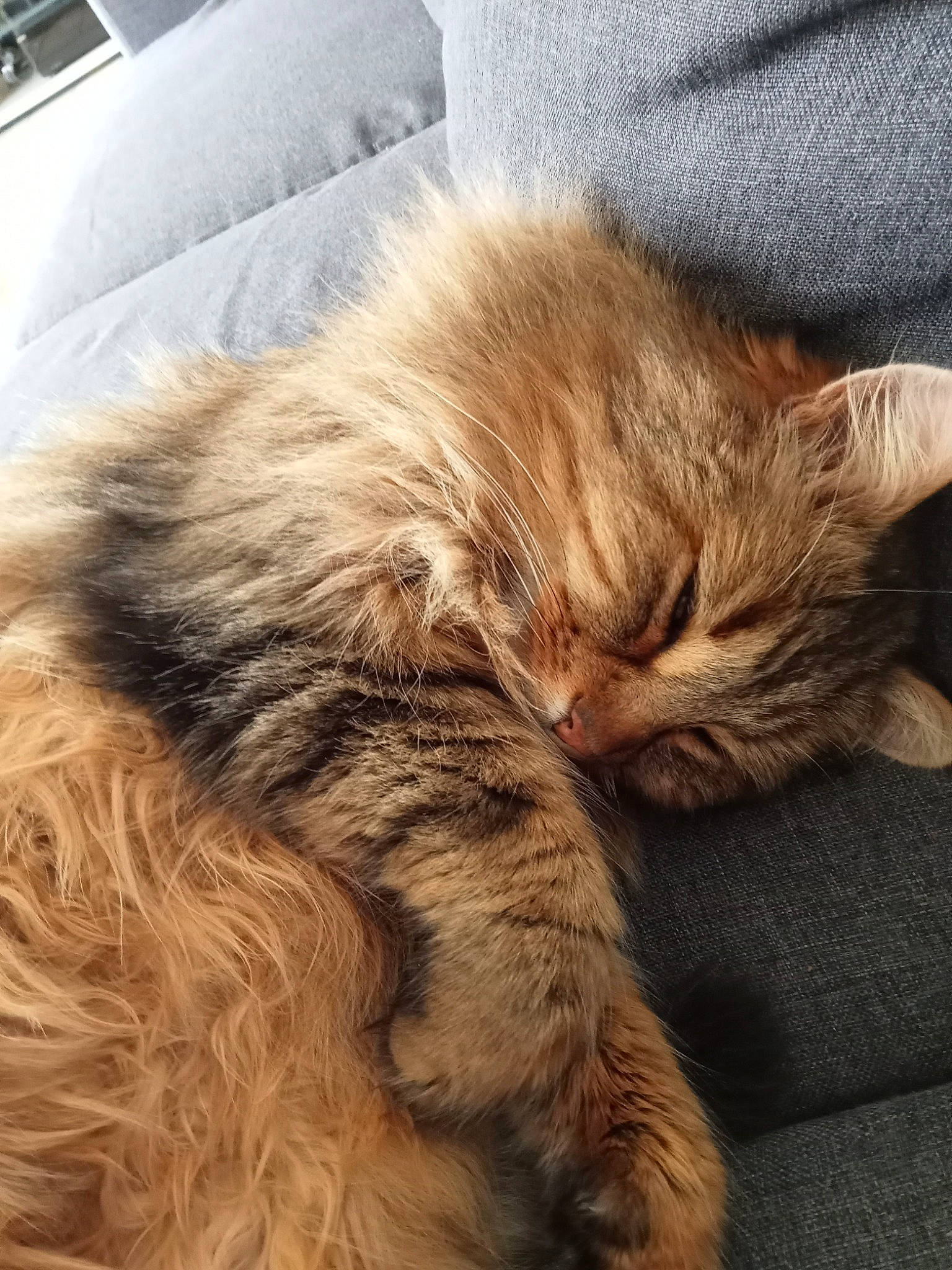 Mystik a rejoint le concours — aidez-le/la à gagner de superbes lots ! carnivore, cat, claw, comfort, domestic_short_haired_cat, fawn, felidae, flooring, fur, liver, maine_coon, nap, natural_material, paw, sleep, small_to_medium_sized_cats, snout, tail, terrestrial_animal, whiskers