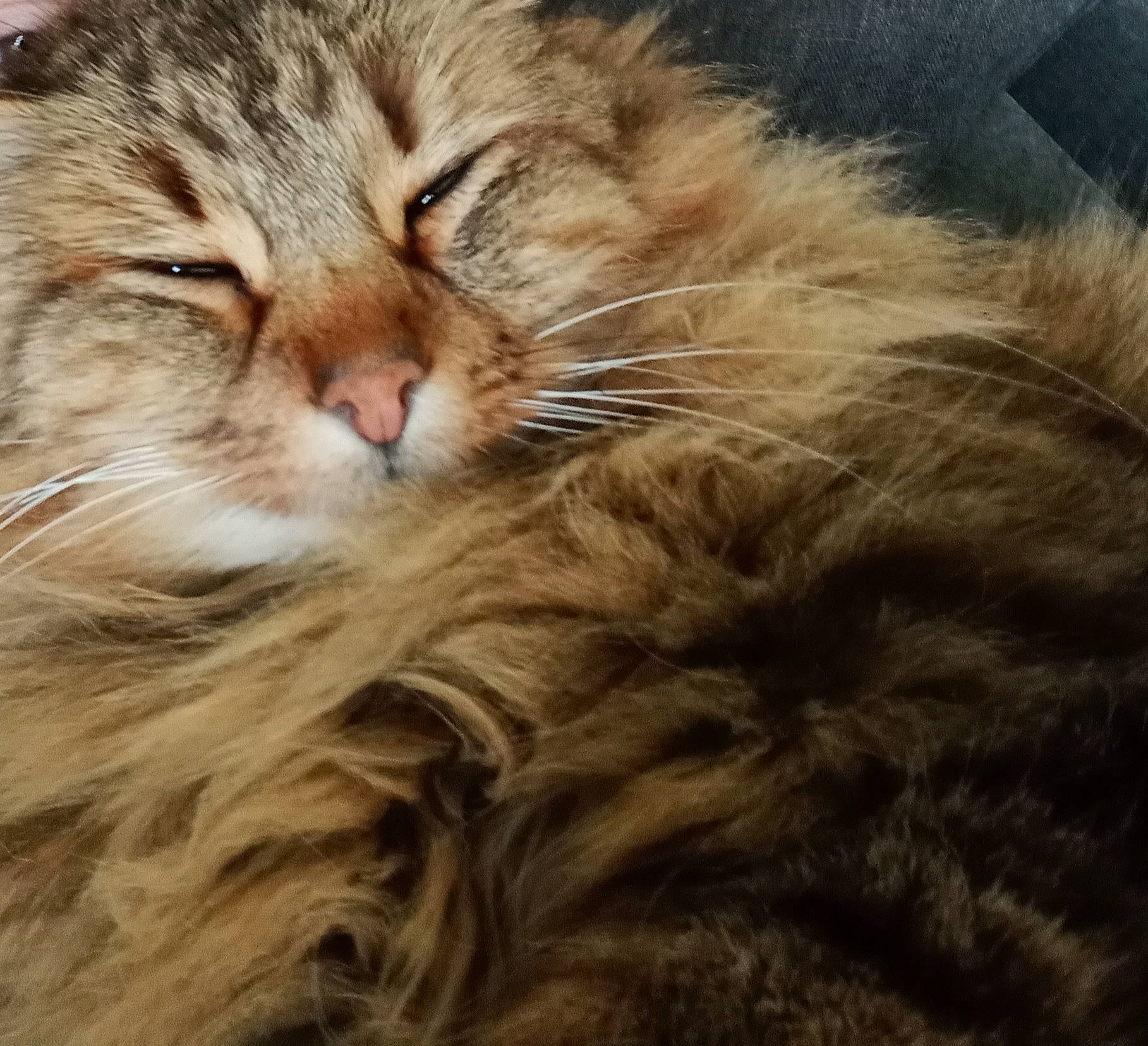 Mystik a rejoint le concours — aidez-le/la à gagner de superbes lots ! carnivore, cat, claw, comfort, domestic_short_haired_cat, fawn, felidae, fur, maine_coon, paw, siberian, small_to_medium_sized_cats, snout, terrestrial_animal, whiskers