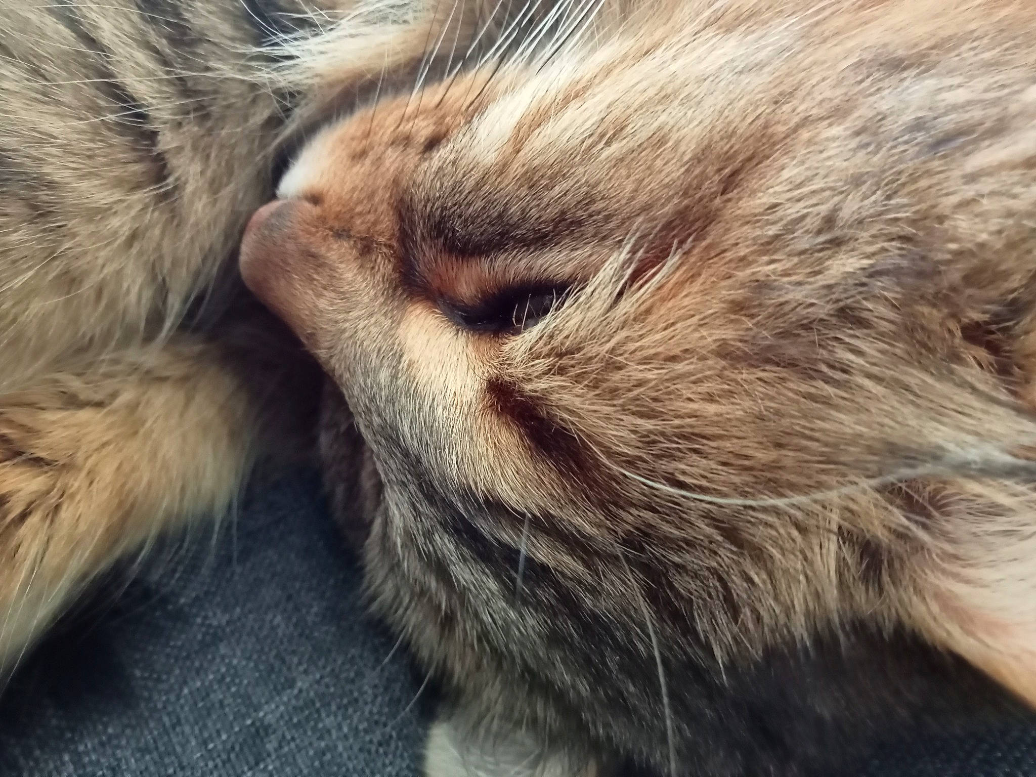 Mystik a rejoint le concours — aidez-le/la à gagner de superbes lots ! carnivore, cat, claw, comfort, domestic_short_haired_cat, fawn, felidae, fur, nap, paw, siberian, sleep, small_to_medium_sized_cats, snout, tail, terrestrial_animal, whiskers