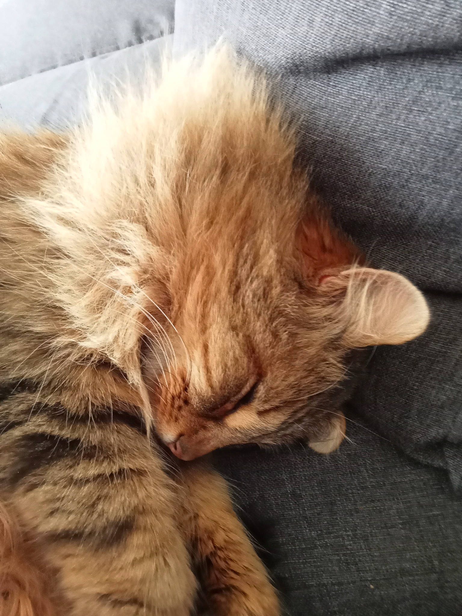 Mystik participe au concours pour gagner de l'argent avec cette photo : carnivore, cat, claw, close_up, comfort, domestic_short_haired_cat, ear, fawn, felidae, flooring, fur, nap, natural_material, paw, sleep, small_to_medium_sized_cats, tail, terrestrial_animal, whiskers