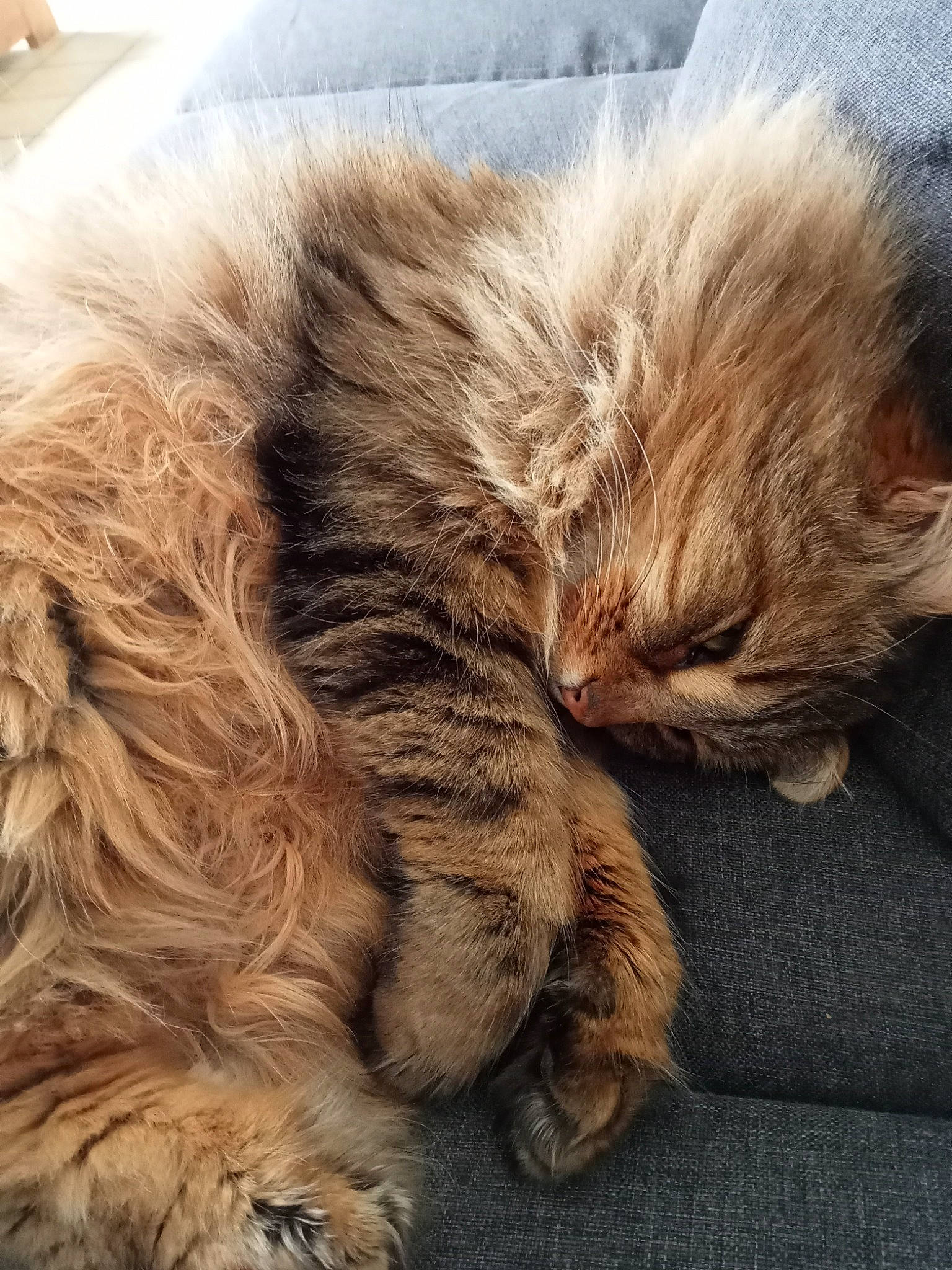 Mystik a rejoint le concours — aidez-le/la à gagner de superbes lots ! carnivore, cat, claw, close_up, comfort, domestic_short_haired_cat, eye, fawn, felidae, fur, liver, maine_coon, mammal, paw, small_to_medium_sized_cats, snout, tail, terrestrial_animal, vertebrate, whiskers