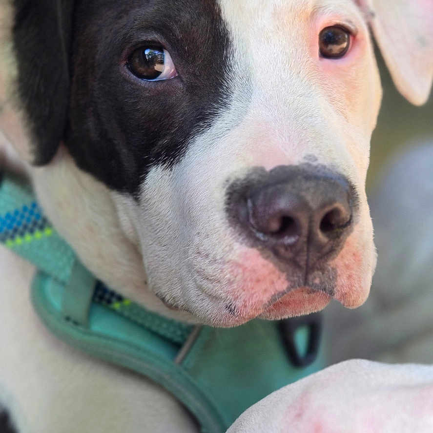 Darla Shá is registered to the contest to win money with this photo: animal, beagle, bostonbull, boxer, bulldog, canine, dog, frenchbulldog, greatdane, hound, labradorretriever, pet, pitbull, pointer, puppy, snout, terrier, whitedog