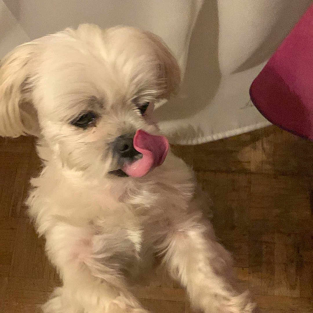 Noopy participe au concours pour gagner de l'argent avec cette photo : animal, canine, companion, cute, dog, fluffy, friendly, front_paws, fur, household, indoor, licking, looking_down, pet, playful, small_dog, standing, tongue_out, white_dog, wooden_floor