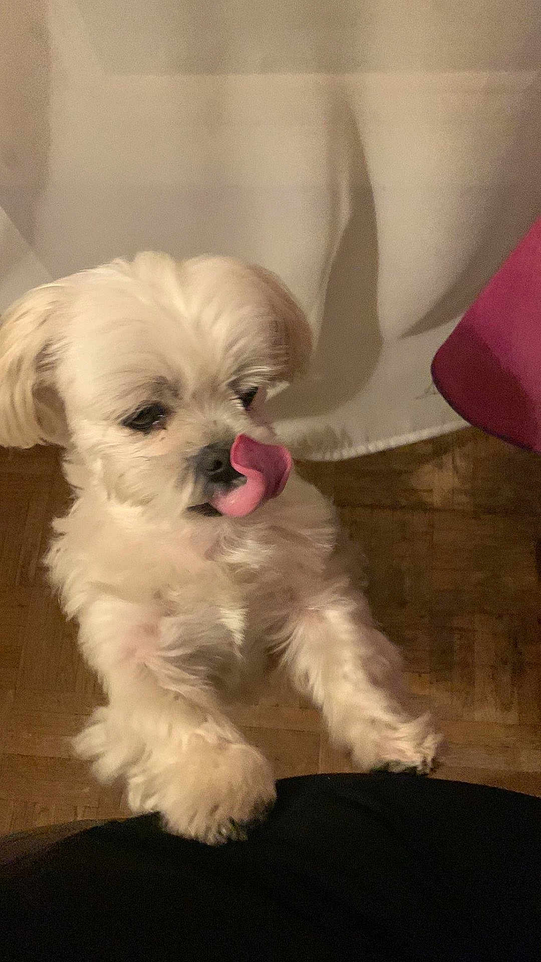 Noopy participe au concours pour gagner de l'argent avec cette photo : dog, white_dog, small_dog, fluffy, tongue_out, licking, indoor, wooden_floor, pet, cute, playful, front_paws, fur, animal, canine, household, looking_down, standing, companion, friendly