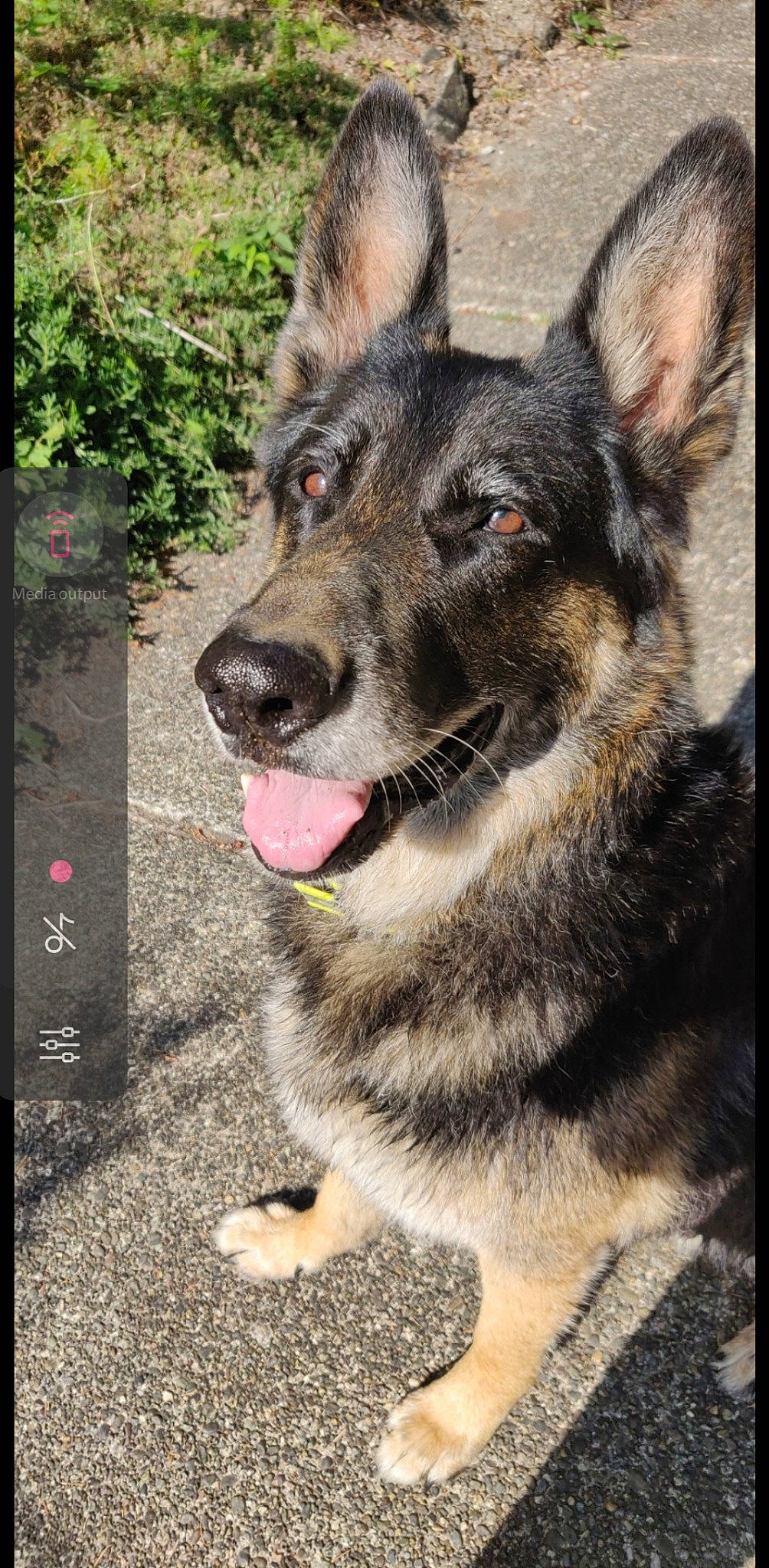 Dante is registered to the contest to win money with this photo: canidae, canis, carnivore, collar, dog, dog_breed, fur, german_shepherd_dog, guard_dog, herding_dog, king_shepherd, organ, police_dog, snout, sporting_group, tongue, vertebrate, whiskers, working_animal, working_dog