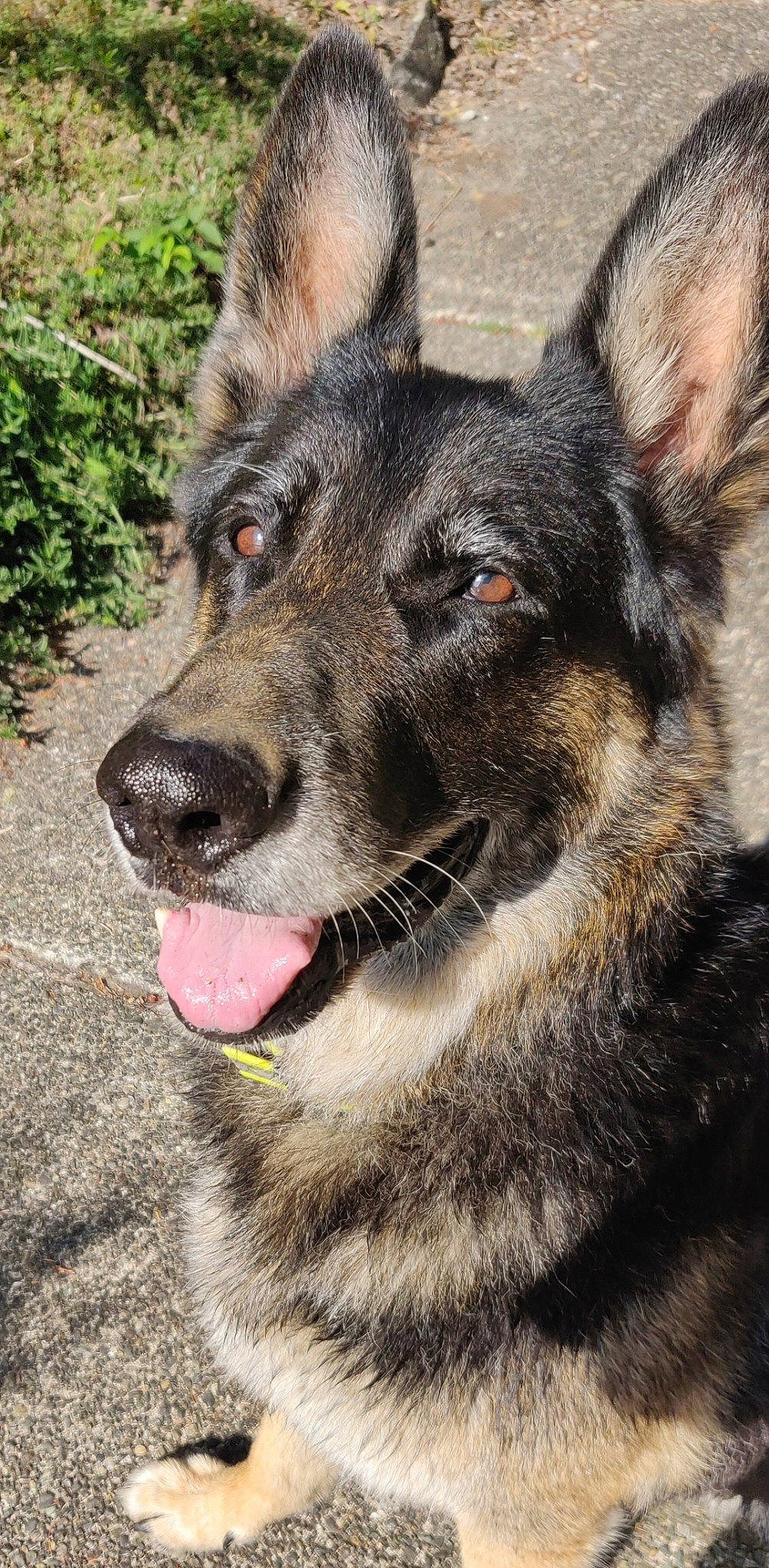 Dante joined the competition — help win amazing prizes! canidae, carnivore, dog, dog_breed, fur, german_shepherd_dog, grey, guard_dog, herding_dog, jaw, king_shepherd, neck, organ, skin, snout, terrestrial_animal, tongue, vertebrate, whiskers, working_dog