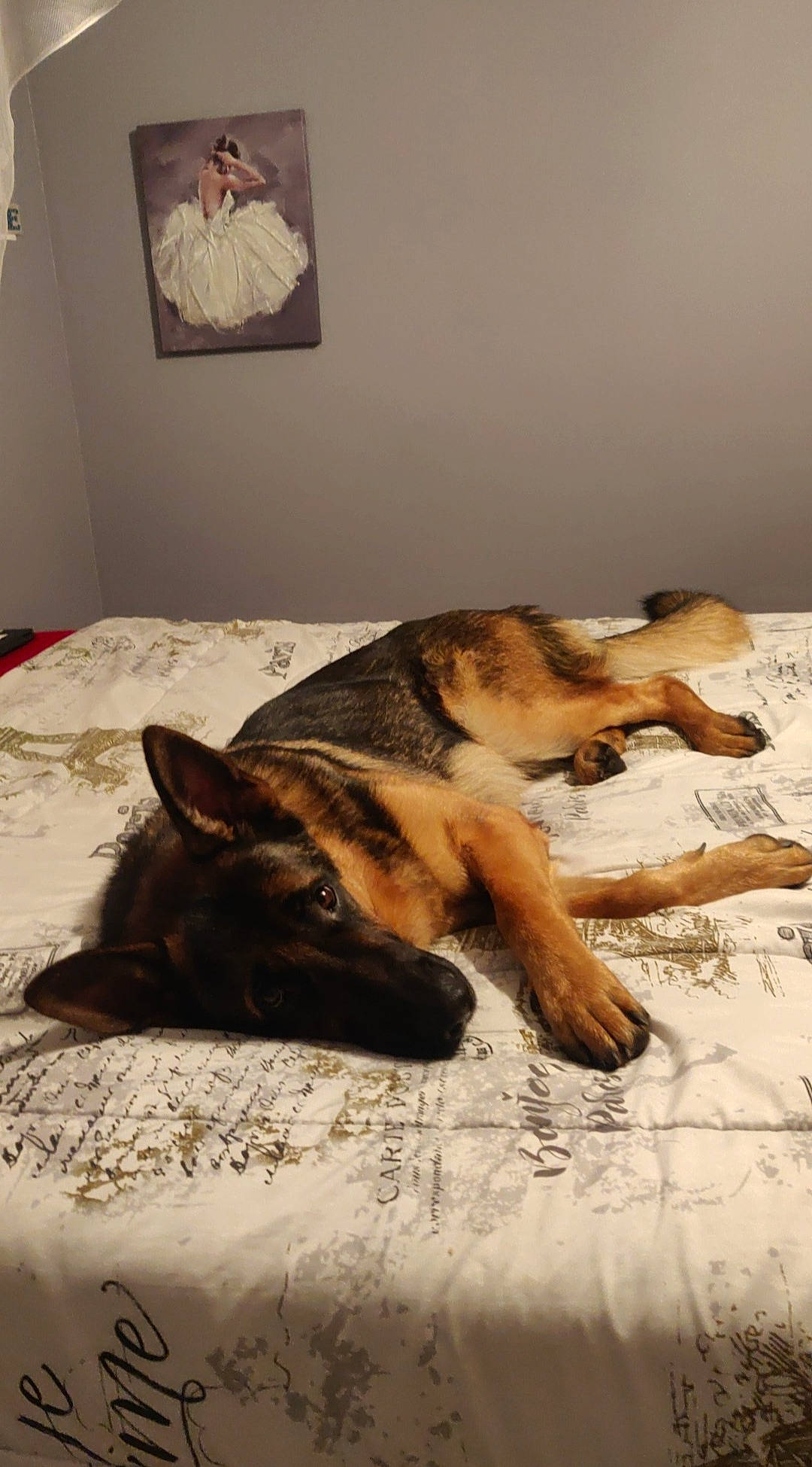 Parker joined the competition — help win amazing prizes! bed, bedding, brown, canidae, carnivore, comfort, dog, dog_breed, fawn, flooring, fur, home_accessories, linens, paw, snout, vertebrate, working_animal, working_dog