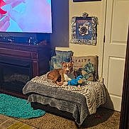 Courge joined the competition — help win amazing prizes! blanket, brown_dog, carpet, cozy, cushion, decor, dog, door, fireplace, indoors, living_room, pet, pillow, plush_toy, rug, table, television, wall_art, white_dog, wood_furniture