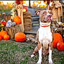 Courge joined the competition — help win amazing prizes! animal, autumn, brown_and_white, cute, decorations, dog, fall, garden, grass, hay_bale, leash, nature, orange, outdoor, pet, portrait, pumpkin, seasonal, sitting, sunlight