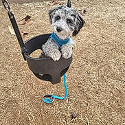 Zeus is registered to the contest to win money with this photo: dog, puppy, swing, playground, blue_harness, wood_chips, outdoor, pet, cute, small_dog, leash, animal, fur, black_and_white, play, park, chain, seat, curious, paws