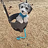 dog, puppy, swing, playground, blue_harness, wood_chips, outdoor, pet, cute, small_dog, leash, animal, fur, black_and_white, play, park, chain, seat, curious, paws