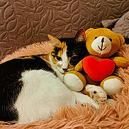 Duchesse a rejoint le concours — aidez-le/la à gagner de superbes lots ! animal, blanket, canine, cat, couch, cushion, face, furniture, head, homedecor, kitten, manx, person, pet, photography, plush, portrait, quilt, sleeping, toy