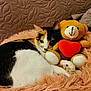 animal, blanket, canine, cat, couch, cushion, face, furniture, head, homedecor, kitten, manx, person, pet, photography, plush, portrait, quilt, sleeping, toy