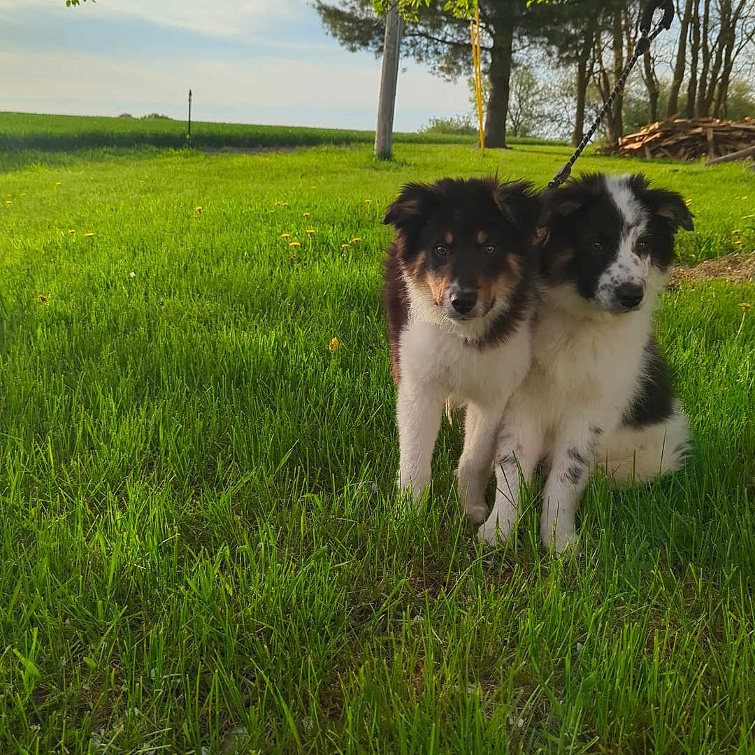 Edwin And Finn joined the competition — help win amazing prizes! animal, canine, close_together, cute, daylight, dog, field, fur, grass, greenery, leash, nature, outdoor, pets, playful, puppy, summer, sunlight, tree, two_animals