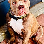 Zeus joined the competition — help win amazing prizes! animal, brick_floor, brown_dog, canine, closeup, collar, companion, cute, dog, domestic, door, ears, fur, indoor, nose, paw, pet, portrait, sitting, white_chest