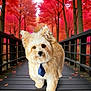 dog, tie, autumn, fall, bridge, trees, leaves, outdoor, cute, fluffy, walking, nature, seasonal, wood, pet, animal, park, colorful, scenic, portrait