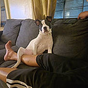 Winter is registered to the contest to win money with this photo: dog, couch, indoor, leg, relaxing, pet, animal, black_and_white, curious, window, curtain, human_leg, comfort, living_room, casual, resting, furniture, person, domestic, cute