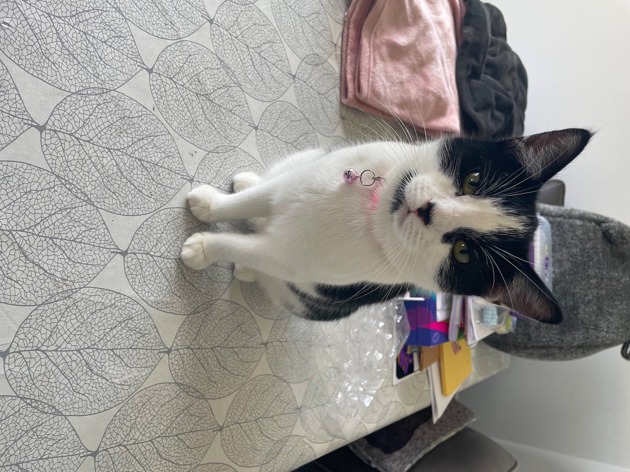 Dinky joined the competition — help win amazing prizes! canidae, carnivore, cat, claw, comfort, dog_breed, domestic_short_haired_cat, felidae, flooring, fur, grey, paw, small_to_medium_sized_cats, snout, sporting_group, tail, whiskers